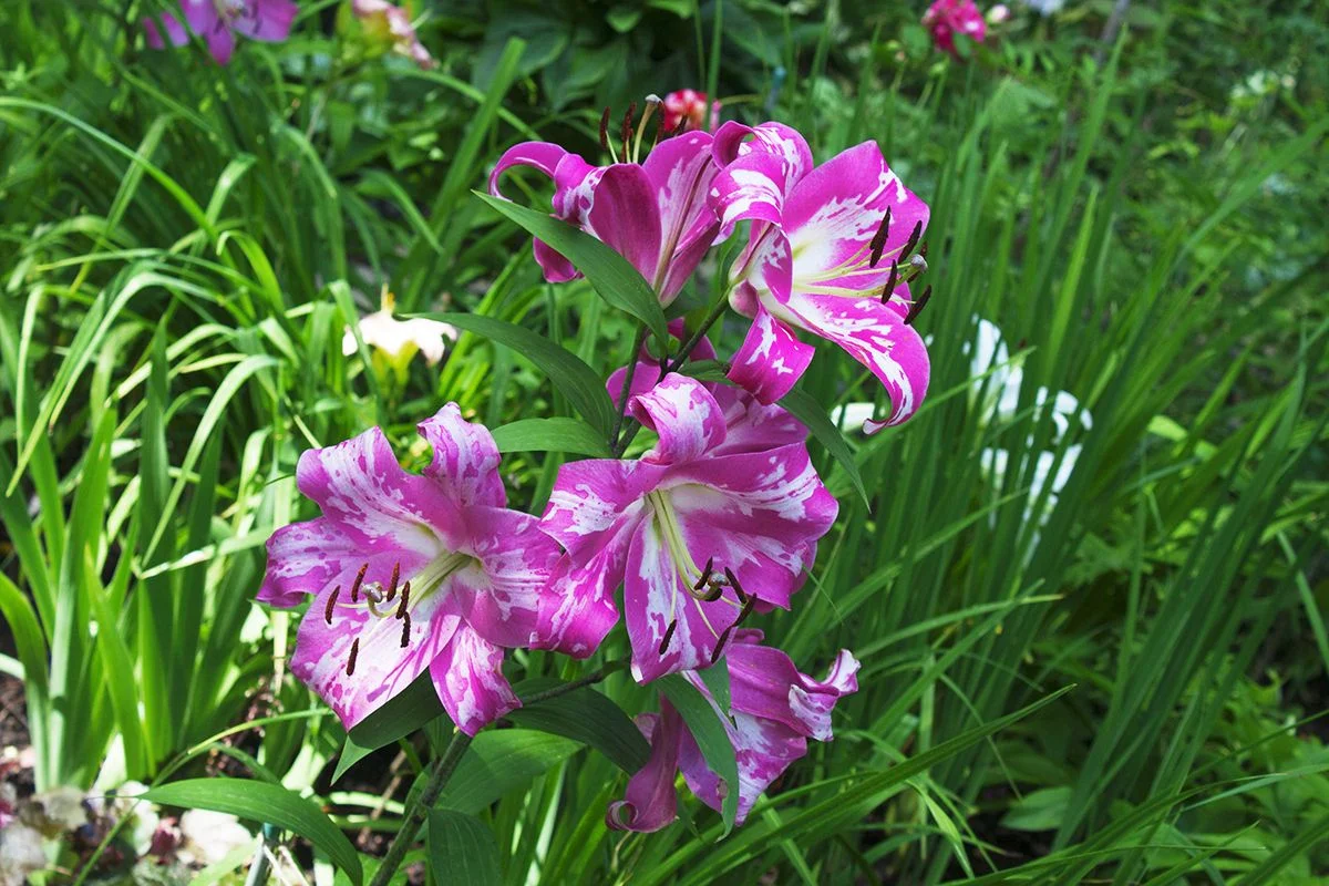 Проект Горки 2