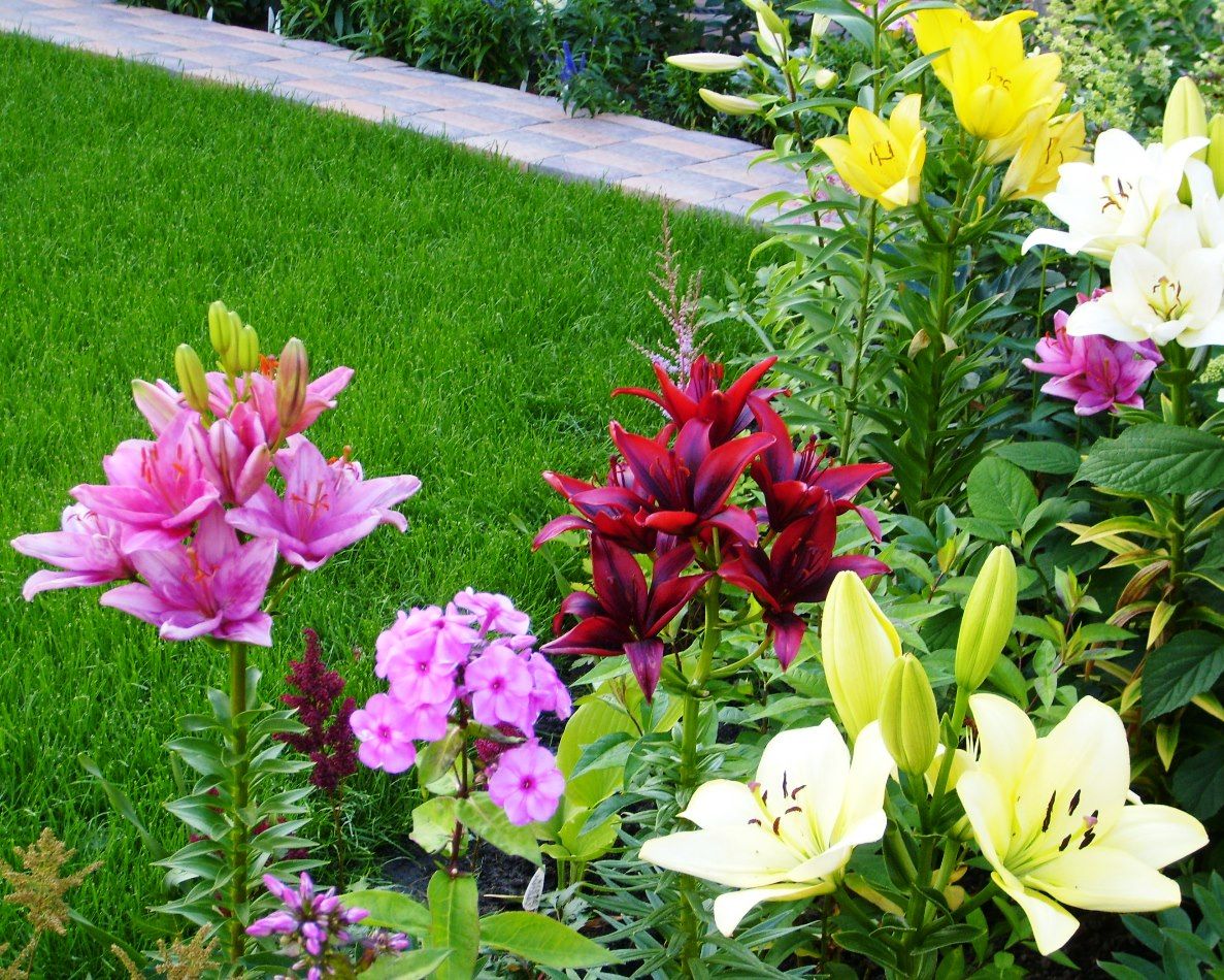 Проект Горки 2